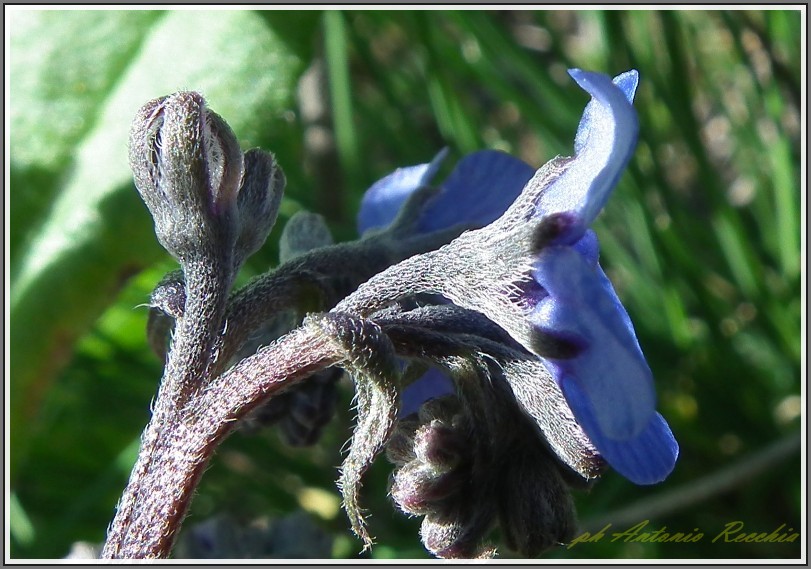 Cynoglottis barrelieri / Buglossa di Barrelier
